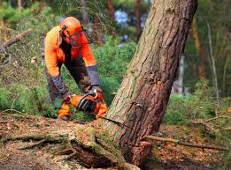 Best Arborist Consultation Services  in Claysburg, PA